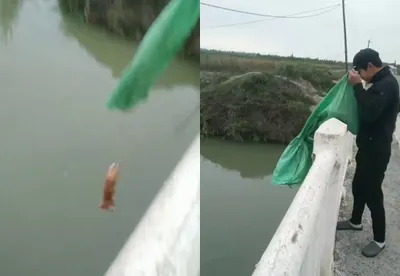 Жестокость на камеру. В Узбекистане молодой человек сбросил кошку с моста. Видео