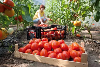 В сенате отмечают увеличение карантинных продуктов в импорте