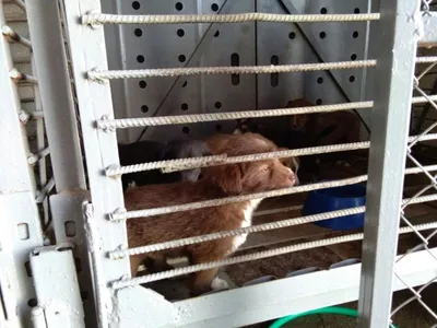 Аскара Мырзахметова просят принять меры по фактам убийства бродячих собак в Таразе