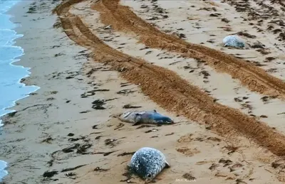 Десятки туш мертвых тюленей нашли на побережье Каспия